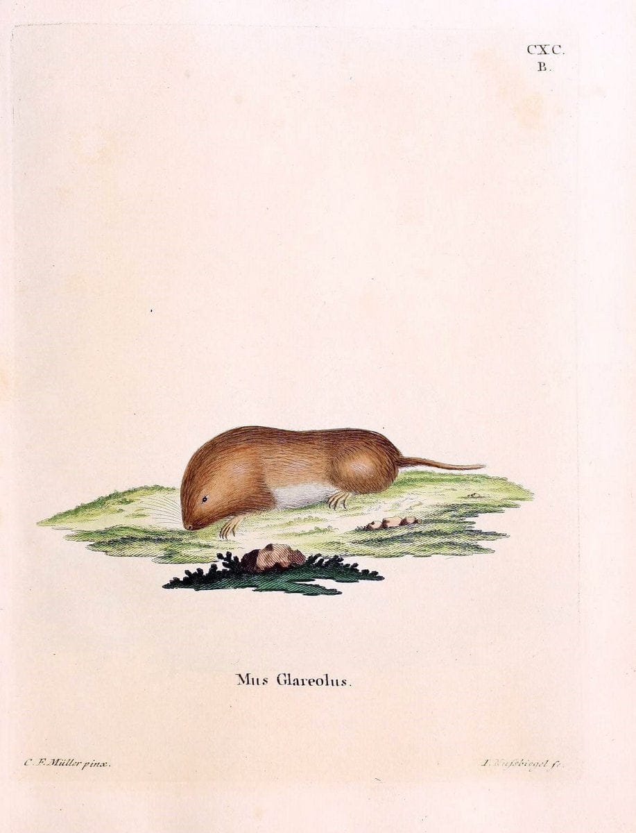 Die SÃ¤ugthiere in Abbildungen nach der Natur /.Erlangen :Expedition des Schreber'schen sÃ¤ugthier- und des Esper'schen Schmetterlingswerkes [etc.,1774]-1846.. |  | Vintage Print Reproduction 473517