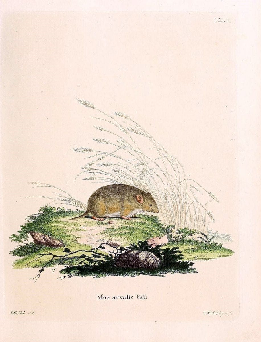 Die SÃ¤ugthiere in Abbildungen nach der Natur /.Erlangen :Expedition des Schreber'schen sÃ¤ugthier- und des Esper'schen Schmetterlingswerkes [etc.,1774]-1846.. |  | Vintage Print Reproduction 473519