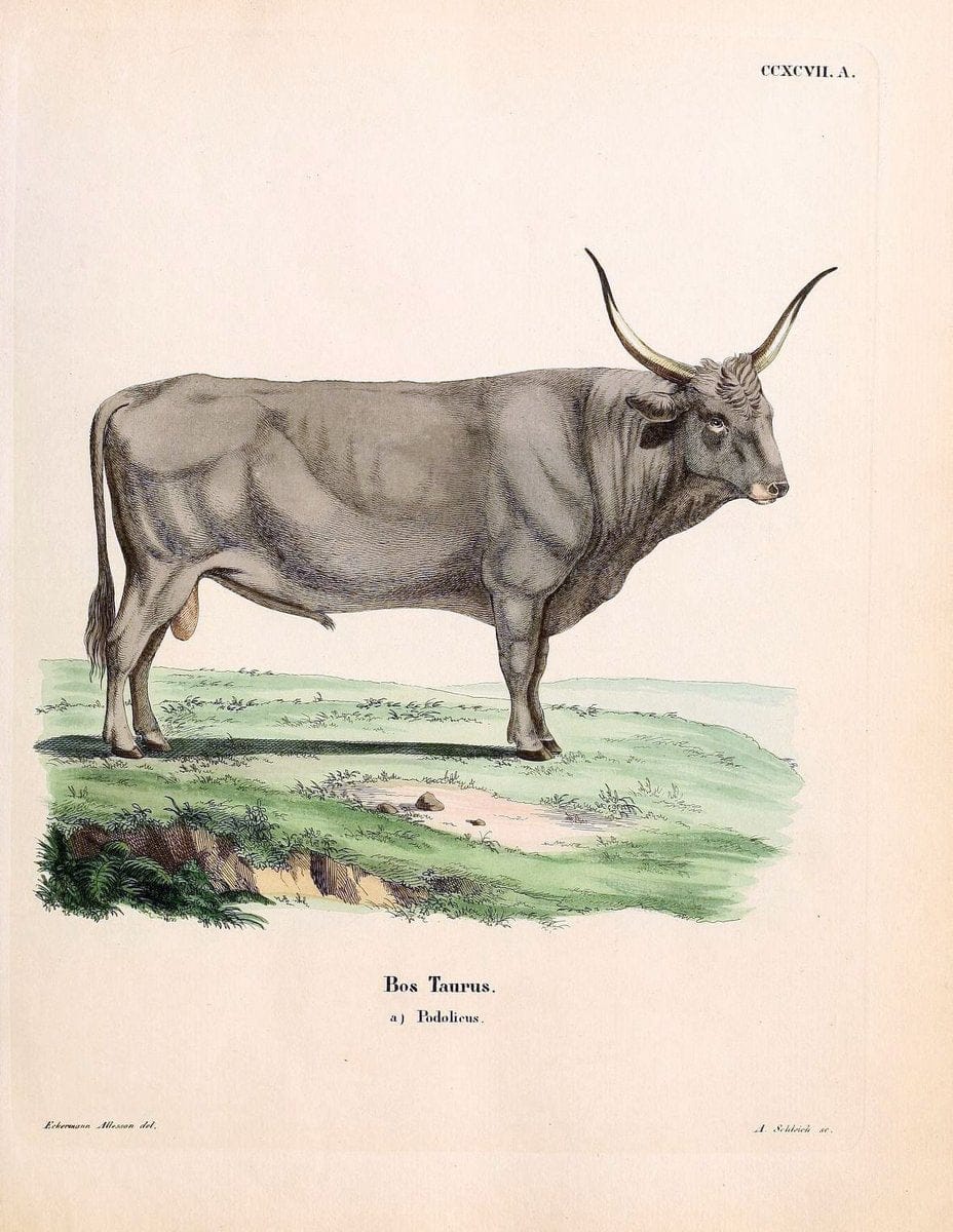 Die SÃ¤ugthiere in Abbildungen nach der Natur /.Erlangen :Expedition des Schreber'schen sÃ¤ugthier- und des Esper'schen Schmetterlingswerkes [etc.,1774]-1846.. |  | Vintage Print Reproduction 473520