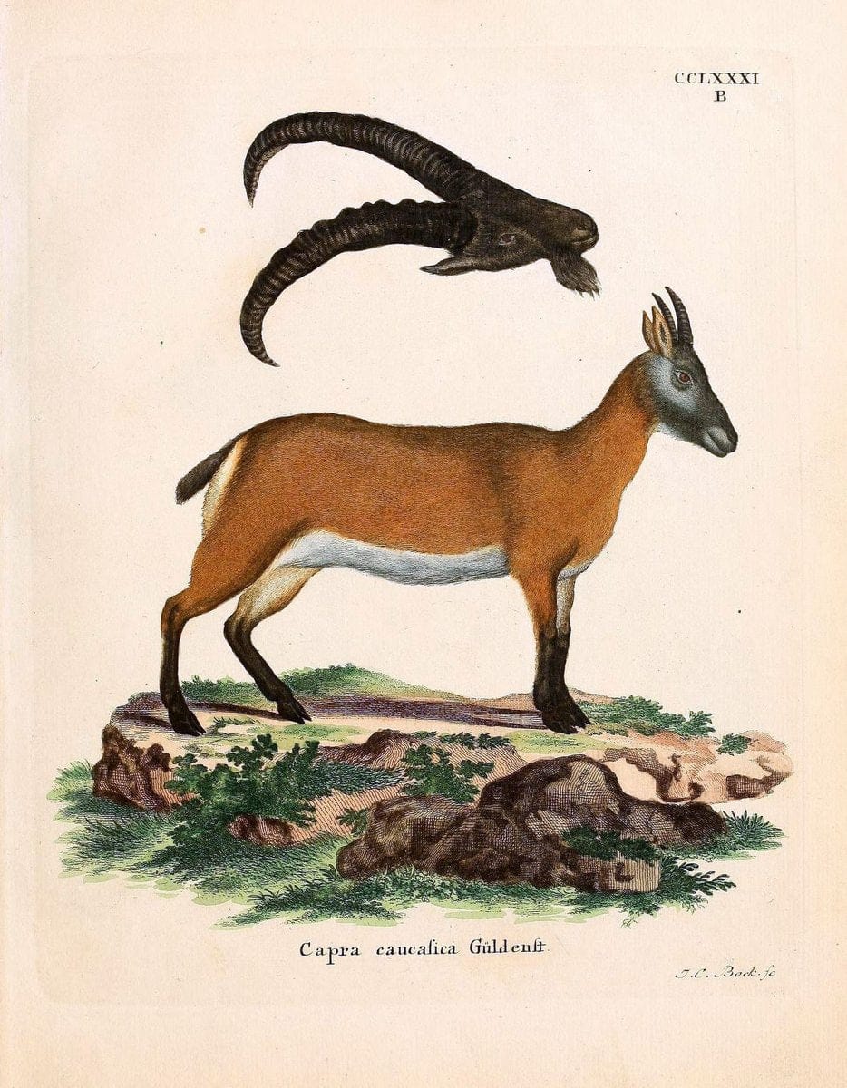 Die SÃ¤ugthiere in Abbildungen nach der Natur /.Erlangen :Expedition des Schreber'schen sÃ¤ugthier- und des Esper'schen Schmetterlingswerkes [etc.,1774]-1846.. |  | Vintage Print Reproduction 473522