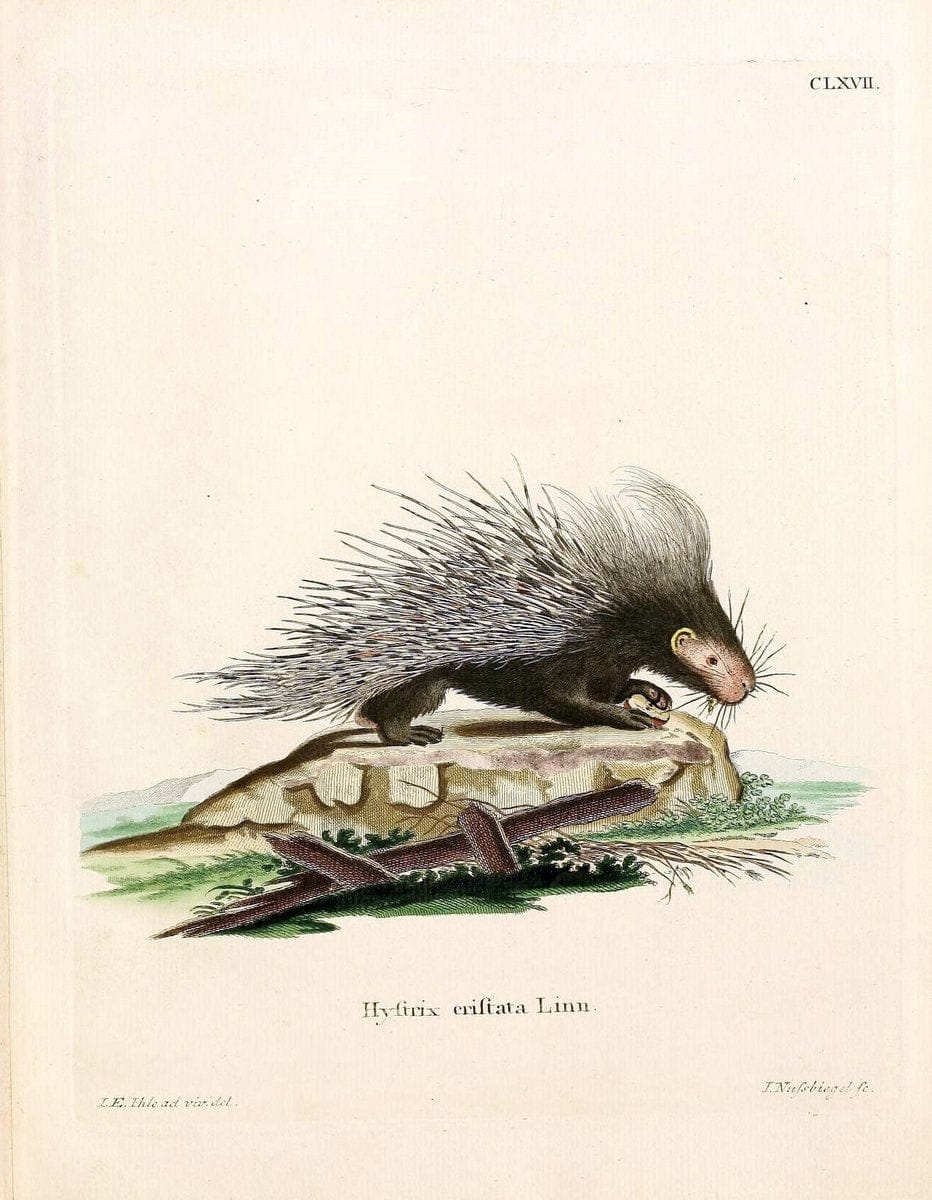 Die SÃ¤ugthiere in Abbildungen nach der Natur /.Erlangen :Expedition des Schreber'schen sÃ¤ugthier- und des Esper'schen Schmetterlingswerkes [etc.,1774]-1846.. |  | Vintage Print Reproduction 473523