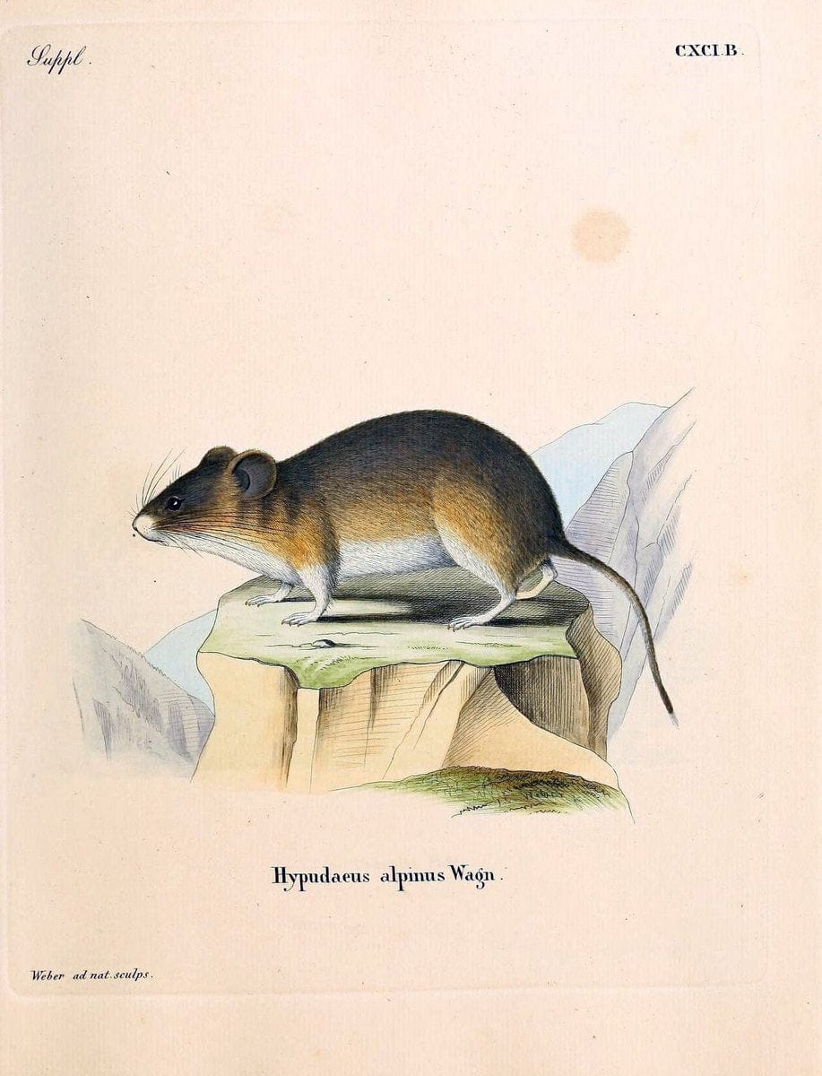 Die SÃ¤ugthiere in Abbildungen nach der Natur /.Erlangen :Expedition des Schreber'schen sÃ¤ugthier- und des Esper'schen Schmetterlingswerkes [etc.,1774]-1846.. |  | Vintage Print Reproduction 473525