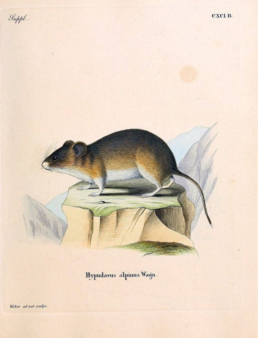 Die SÃ¤ugthiere in Abbildungen nach der Natur /.Erlangen :Expedition des Schreber'schen sÃ¤ugthier- und des Esper'schen Schmetterlingswerkes [etc.,1774]-1846.. |  | Vintage Print Reproduction 473525