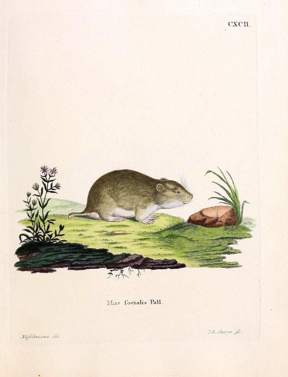 Die SÃ¤ugthiere in Abbildungen nach der Natur /.Erlangen :Expedition des Schreber'schen sÃ¤ugthier- und des Esper'schen Schmetterlingswerkes [etc.,1774]-1846.. |  | Vintage Print Reproduction 473527