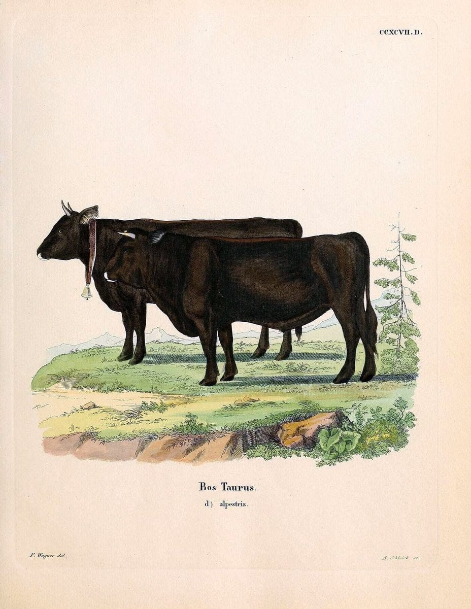 Die SÃ¤ugthiere in Abbildungen nach der Natur /.Erlangen :Expedition des Schreber'schen sÃ¤ugthier- und des Esper'schen Schmetterlingswerkes [etc.,1774]-1846.. |  | Vintage Print Reproduction 473528