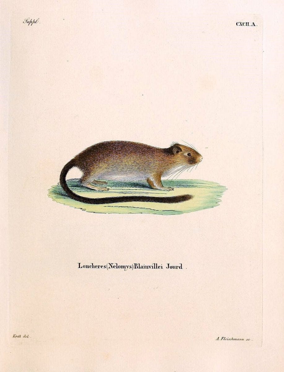 Die SÃ¤ugthiere in Abbildungen nach der Natur /.Erlangen :Expedition des Schreber'schen sÃ¤ugthier- und des Esper'schen Schmetterlingswerkes [etc.,1774]-1846.. |  | Vintage Print Reproduction 473529