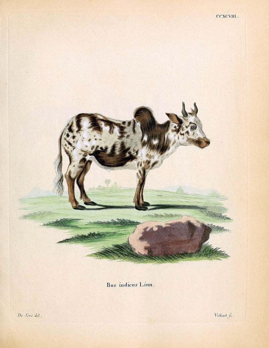 Die SÃ¤ugthiere in Abbildungen nach der Natur /.Erlangen :Expedition des Schreber'schen sÃ¤ugthier- und des Esper'schen Schmetterlingswerkes [etc.,1774]-1846.. |  | Vintage Print Reproduction 473530