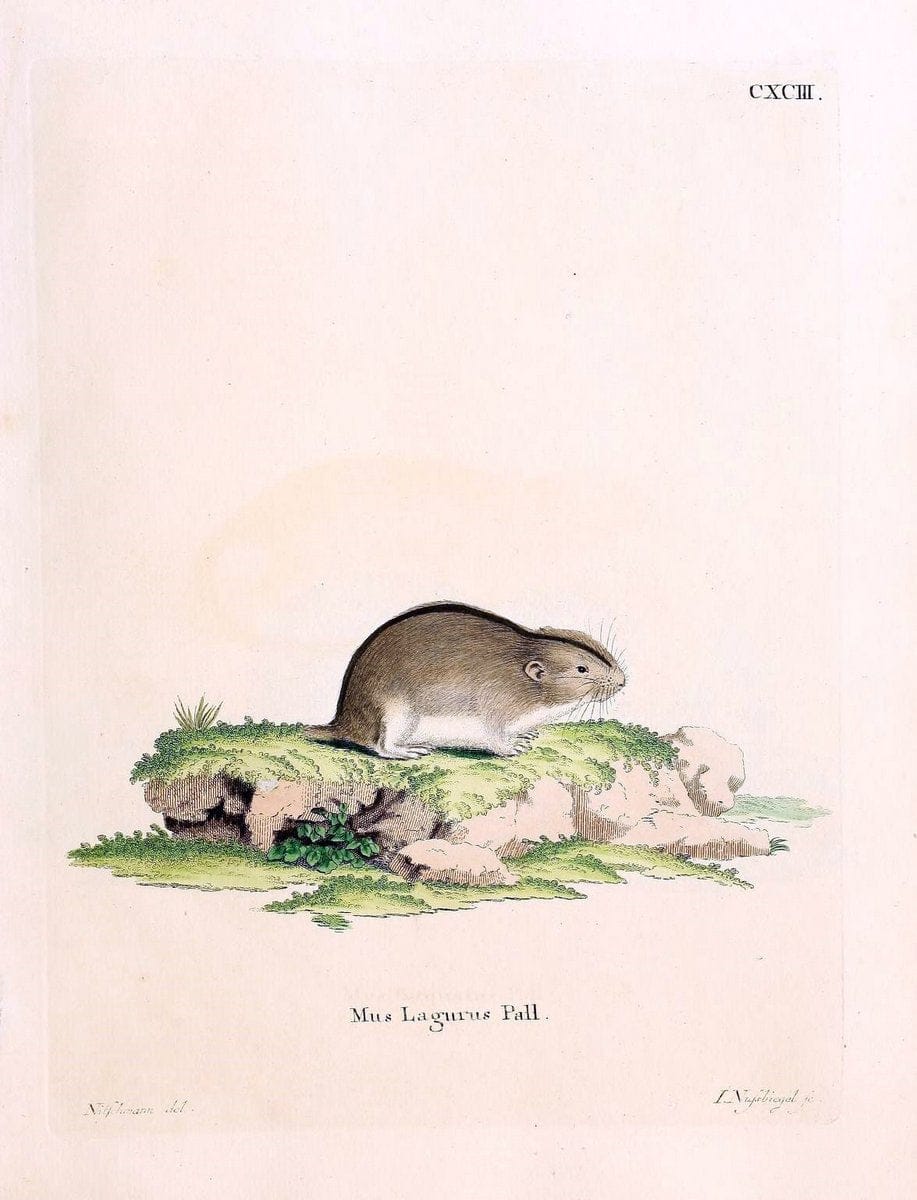 Die SÃ¤ugthiere in Abbildungen nach der Natur /.Erlangen :Expedition des Schreber'schen sÃ¤ugthier- und des Esper'schen Schmetterlingswerkes [etc.,1774]-1846.. |  | Vintage Print Reproduction 473531