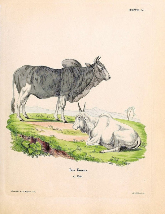Die SÃ¤ugthiere in Abbildungen nach der Natur /.Erlangen :Expedition des Schreber'schen sÃ¤ugthier- und des Esper'schen Schmetterlingswerkes [etc.,1774]-1846.. |  | Vintage Print Reproduction 473532
