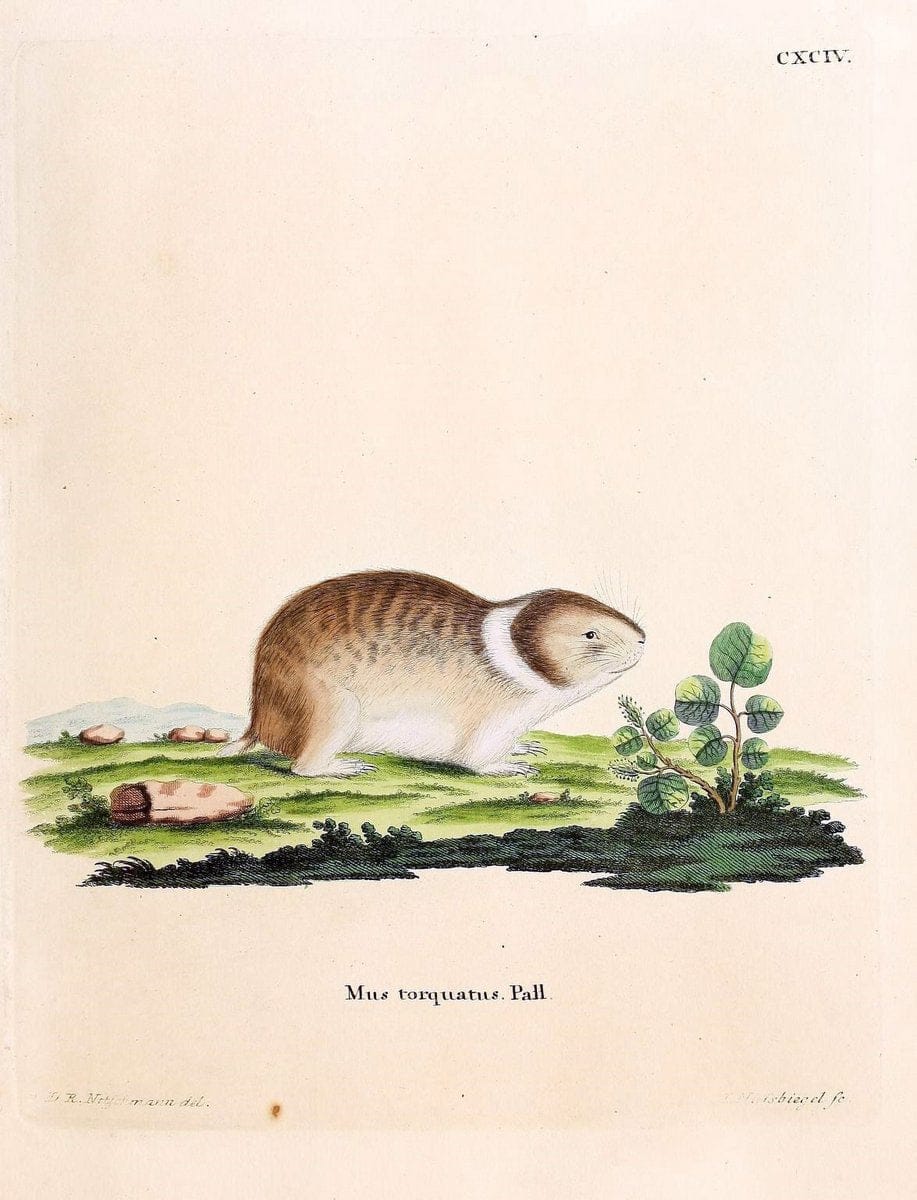 Die SÃ¤ugthiere in Abbildungen nach der Natur /.Erlangen :Expedition des Schreber'schen sÃ¤ugthier- und des Esper'schen Schmetterlingswerkes [etc.,1774]-1846.. |  | Vintage Print Reproduction 473533