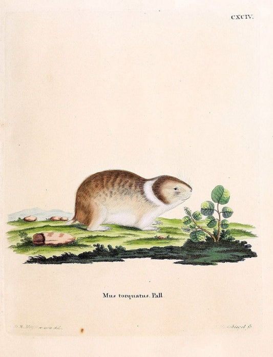 Die SÃ¤ugthiere in Abbildungen nach der Natur /.Erlangen :Expedition des Schreber'schen sÃ¤ugthier- und des Esper'schen Schmetterlingswerkes [etc.,1774]-1846.. |  | Vintage Print Reproduction 473533
