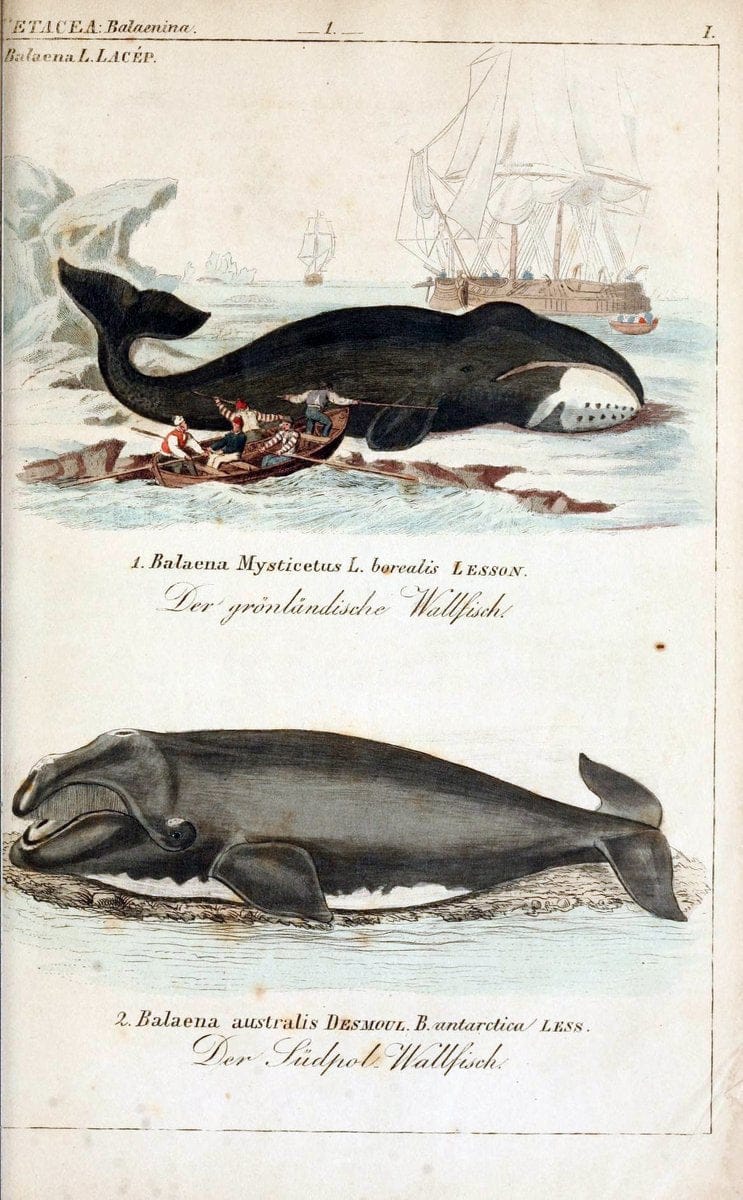 Die vollstÃ¤ndigste Naturgeschichte des In- und Auslandes /.Dresden ;Expedition der vollstÃ¤ndigsten Naturgeschichte,1845-1846. |  | Vintage Print Reproduction 473539