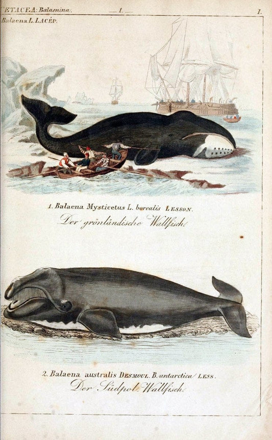 Die vollstÃ¤ndigste Naturgeschichte des In- und Auslandes /.Dresden ;Expedition der vollstÃ¤ndigsten Naturgeschichte,1845-1846. |  | Vintage Print Reproduction 473539