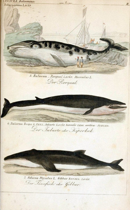 Die vollstÃ¤ndigste Naturgeschichte des In- und Auslandes /.Dresden ;Expedition der vollstÃ¤ndigsten Naturgeschichte,1845-1846. |  | Vintage Print Reproduction 473540