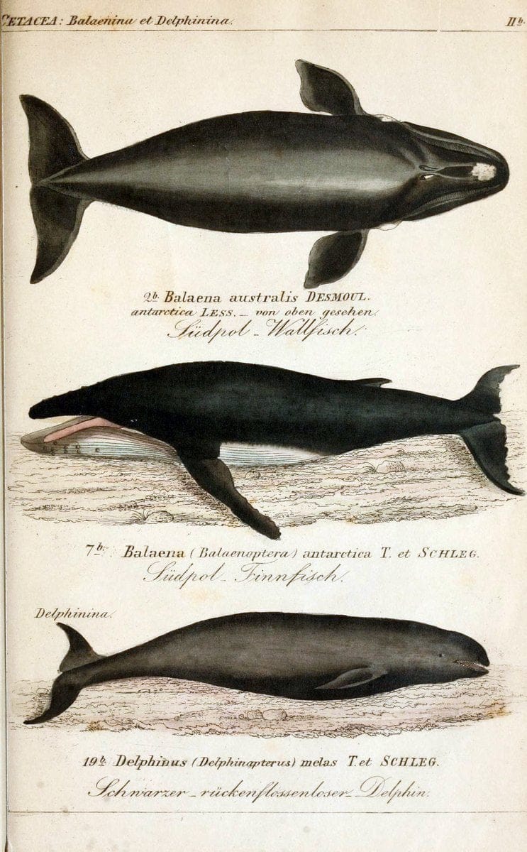 Die vollstÃ¤ndigste Naturgeschichte des In- und Auslandes /.Dresden ;Expedition der vollstÃ¤ndigsten Naturgeschichte,1845-1846. |  | Vintage Print Reproduction 473541