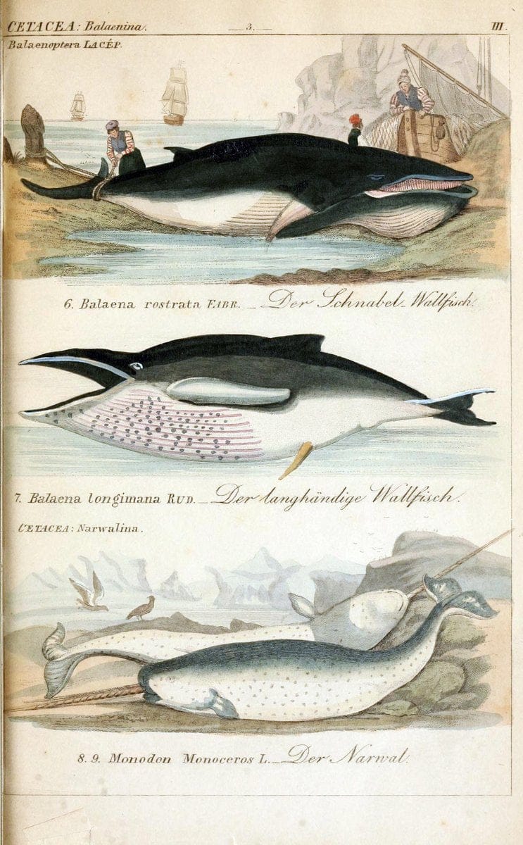 Die vollstÃ¤ndigste Naturgeschichte des In- und Auslandes /.Dresden ;Expedition der vollstÃ¤ndigsten Naturgeschichte,1845-1846. |  | Vintage Print Reproduction 473542