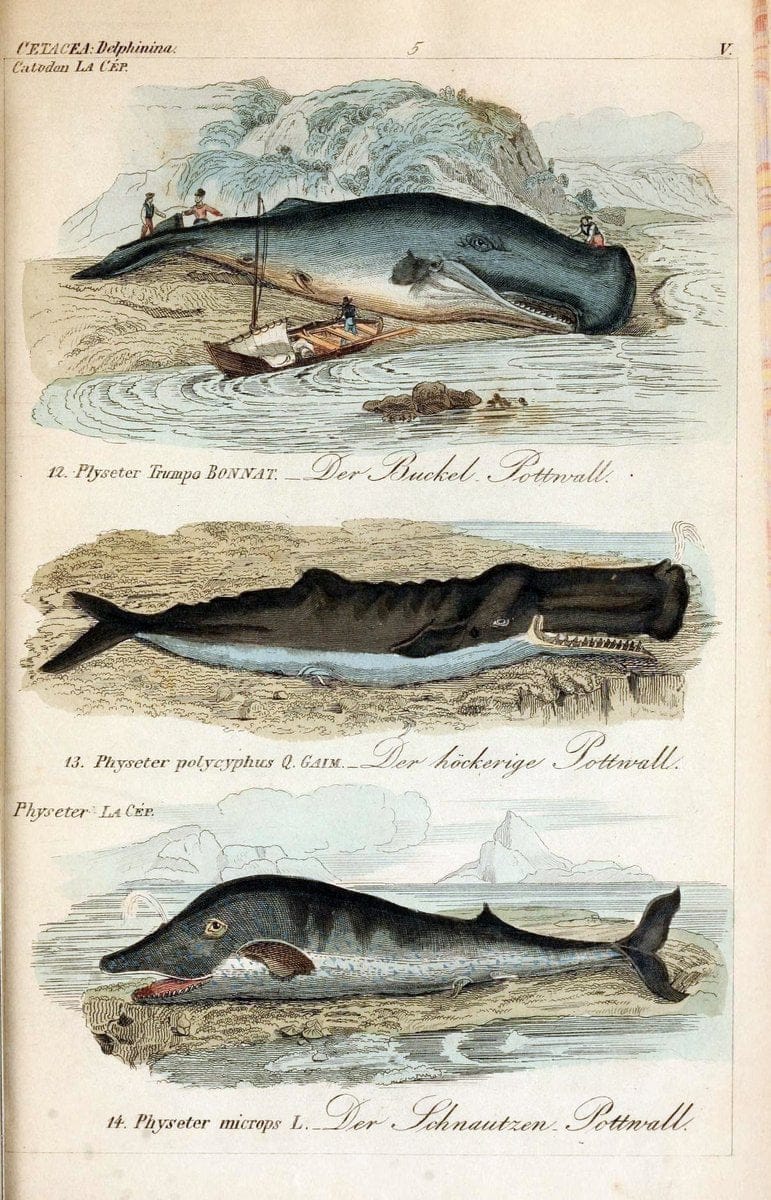Die vollstÃ¤ndigste Naturgeschichte des In- und Auslandes /.Dresden ;Expedition der vollstÃ¤ndigsten Naturgeschichte,1845-1846. |  | Vintage Print Reproduction 473544