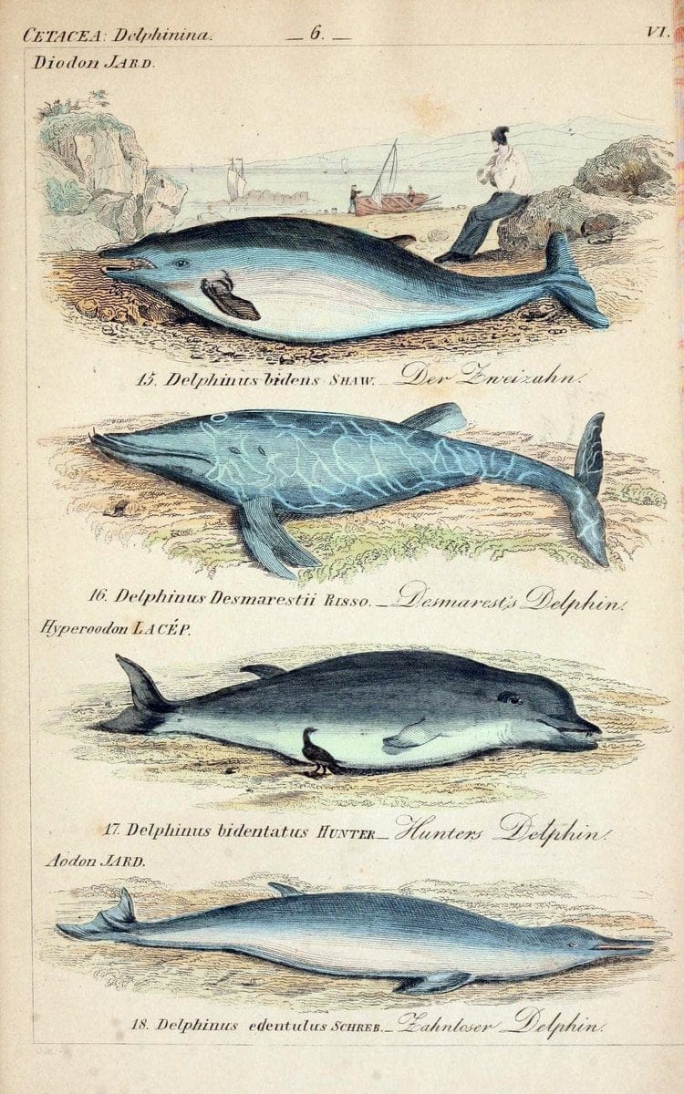 Die vollstÃ¤ndigste Naturgeschichte des In- und Auslandes /.Dresden ;Expedition der vollstÃ¤ndigsten Naturgeschichte,1845-1846. |  | Vintage Print Reproduction 473545