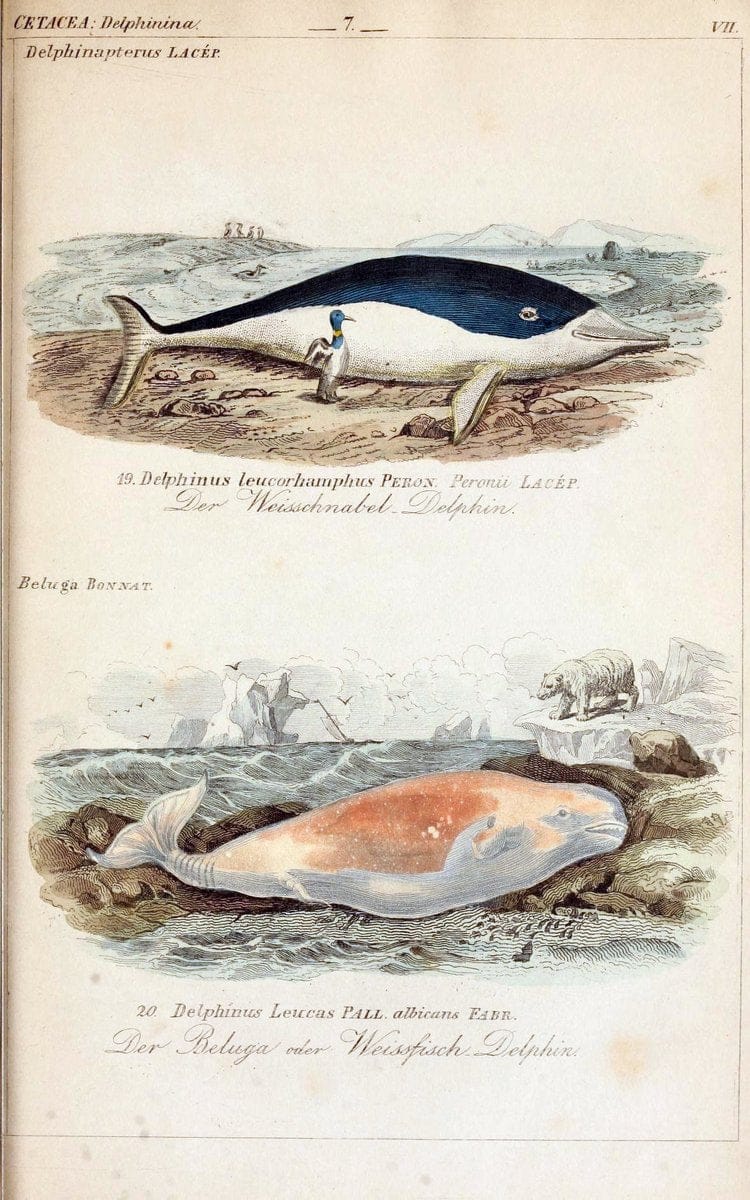 Die vollstÃ¤ndigste Naturgeschichte des In- und Auslandes /.Dresden ;Expedition der vollstÃ¤ndigsten Naturgeschichte,1845-1846. |  | Vintage Print Reproduction 473546