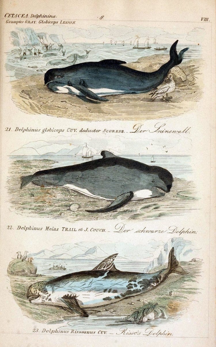 Die vollstÃ¤ndigste Naturgeschichte des In- und Auslandes /.Dresden ;Expedition der vollstÃ¤ndigsten Naturgeschichte,1845-1846. |  | Vintage Print Reproduction 473547