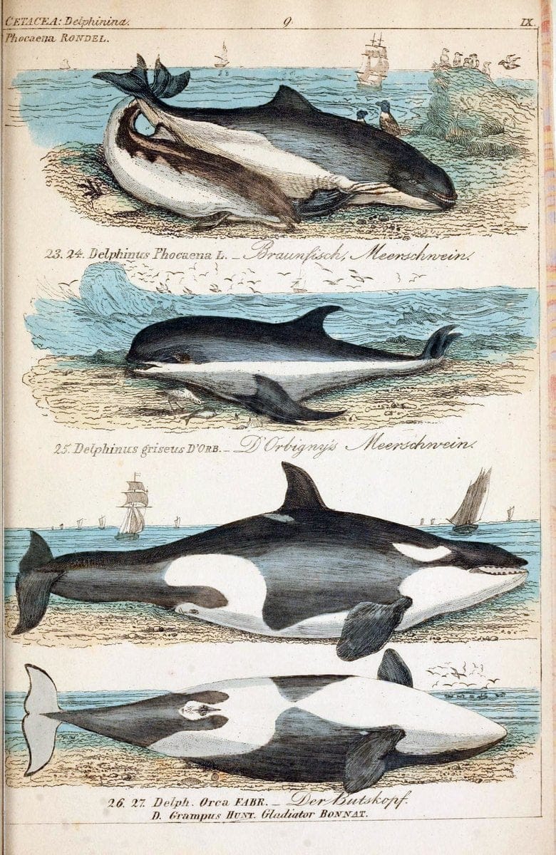 Die vollstÃ¤ndigste Naturgeschichte des In- und Auslandes /.Dresden ;Expedition der vollstÃ¤ndigsten Naturgeschichte,1845-1846. |  | Vintage Print Reproduction 473548