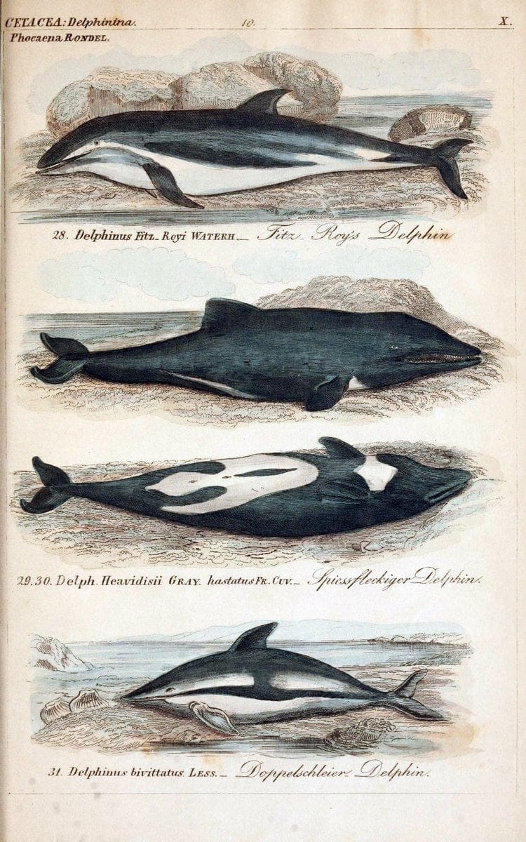 Die vollstÃ¤ndigste Naturgeschichte des In- und Auslandes /.Dresden ;Expedition der vollstÃ¤ndigsten Naturgeschichte,1845-1846. |  | Vintage Print Reproduction 473549