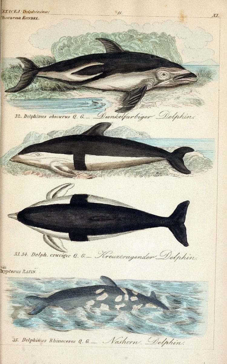 Die vollstÃ¤ndigste Naturgeschichte des In- und Auslandes /.Dresden ;Expedition der vollstÃ¤ndigsten Naturgeschichte,1845-1846. |  | Vintage Print Reproduction 473550