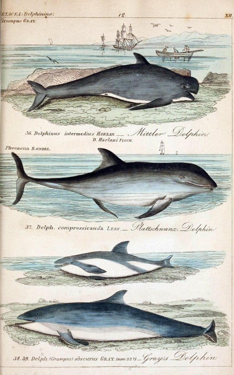 Die vollstÃ¤ndigste Naturgeschichte des In- und Auslandes /.Dresden ;Expedition der vollstÃ¤ndigsten Naturgeschichte,1845-1846. |  | Vintage Print Reproduction 473551