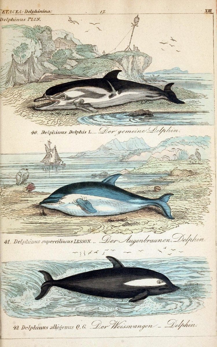 Die vollstÃ¤ndigste Naturgeschichte des In- und Auslandes /.Dresden ;Expedition der vollstÃ¤ndigsten Naturgeschichte,1845-1846. |  | Vintage Print Reproduction 473552