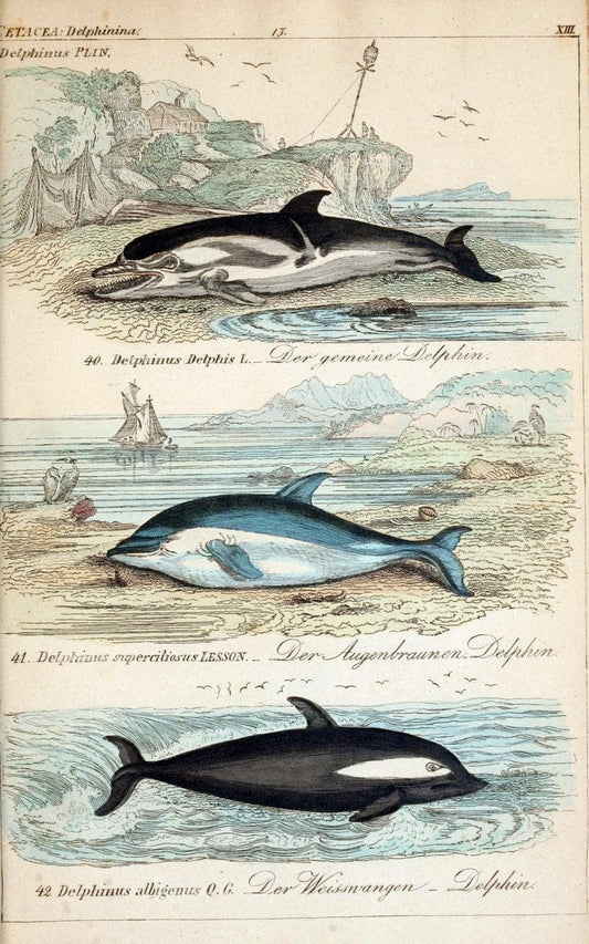 Die vollstÃ¤ndigste Naturgeschichte des In- und Auslandes /.Dresden ;Expedition der vollstÃ¤ndigsten Naturgeschichte,1845-1846. |  | Vintage Print Reproduction 473552