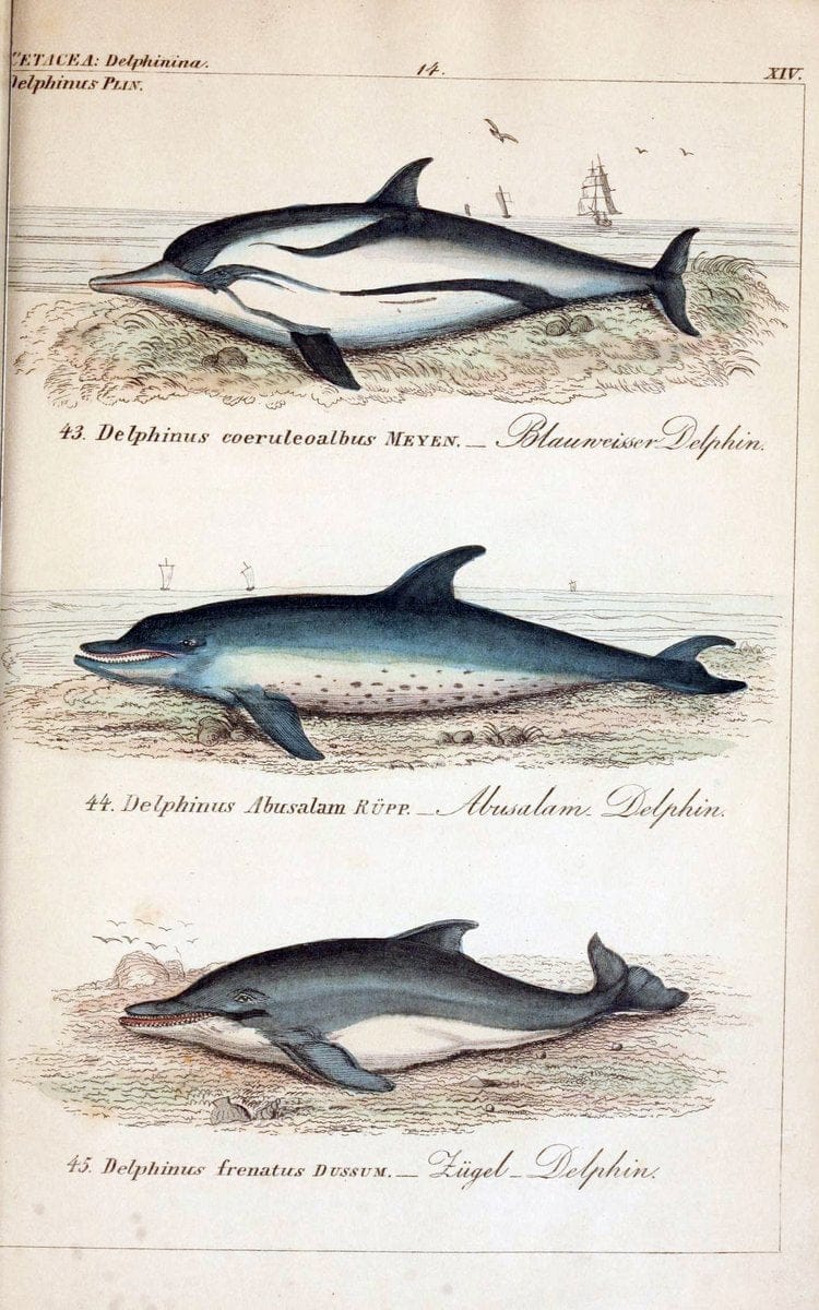 Die vollstÃ¤ndigste Naturgeschichte des In- und Auslandes /.Dresden ;Expedition der vollstÃ¤ndigsten Naturgeschichte,1845-1846. |  | Vintage Print Reproduction 473553