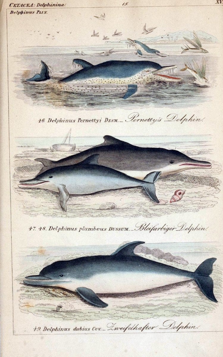 Die vollstÃ¤ndigste Naturgeschichte des In- und Auslandes /.Dresden ;Expedition der vollstÃ¤ndigsten Naturgeschichte,1845-1846. |  | Vintage Print Reproduction 473554