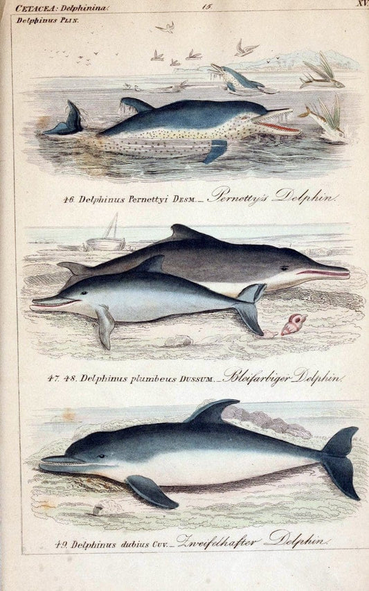 Die vollstÃ¤ndigste Naturgeschichte des In- und Auslandes /.Dresden ;Expedition der vollstÃ¤ndigsten Naturgeschichte,1845-1846. |  | Vintage Print Reproduction 473554