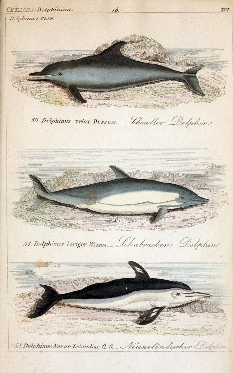 Die vollstÃ¤ndigste Naturgeschichte des In- und Auslandes /.Dresden ;Expedition der vollstÃ¤ndigsten Naturgeschichte,1845-1846. |  | Vintage Print Reproduction 473555