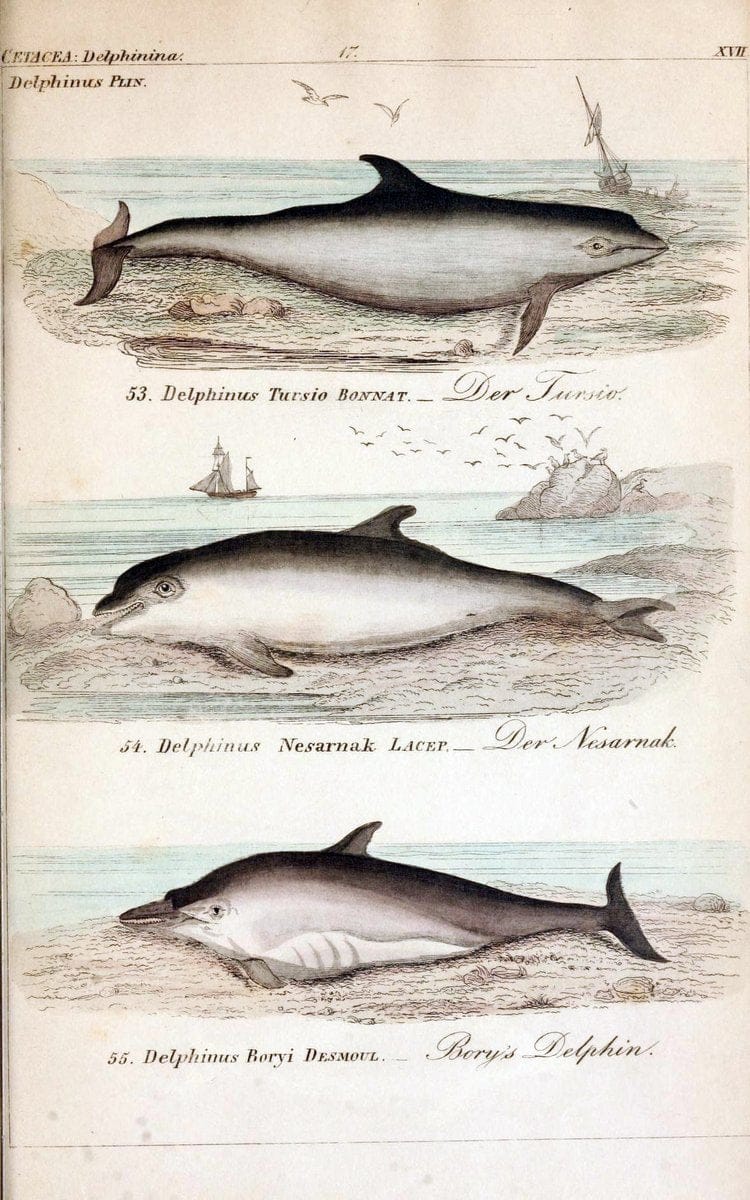 Die vollstÃ¤ndigste Naturgeschichte des In- und Auslandes /.Dresden ;Expedition der vollstÃ¤ndigsten Naturgeschichte,1845-1846. |  | Vintage Print Reproduction 473556