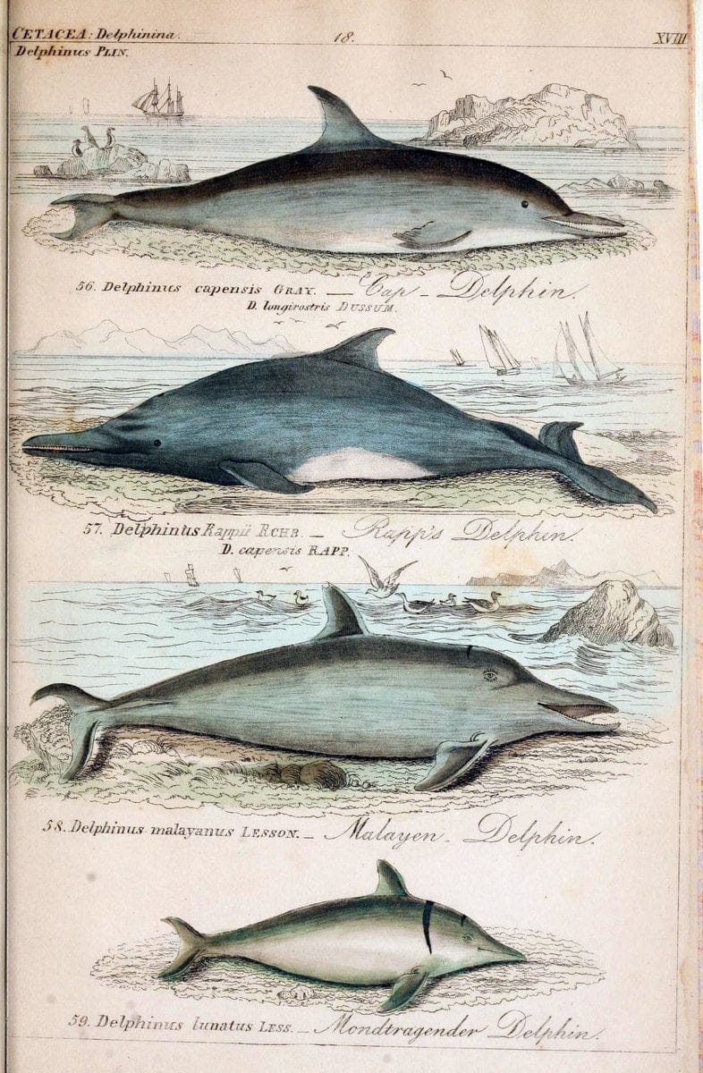 Die vollstÃ¤ndigste Naturgeschichte des In- und Auslandes /.Dresden ;Expedition der vollstÃ¤ndigsten Naturgeschichte,1845-1846. |  | Vintage Print Reproduction 473557