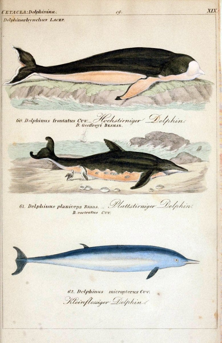 Die vollstÃ¤ndigste Naturgeschichte des In- und Auslandes /.Dresden ;Expedition der vollstÃ¤ndigsten Naturgeschichte,1845-1846. |  | Vintage Print Reproduction 473558