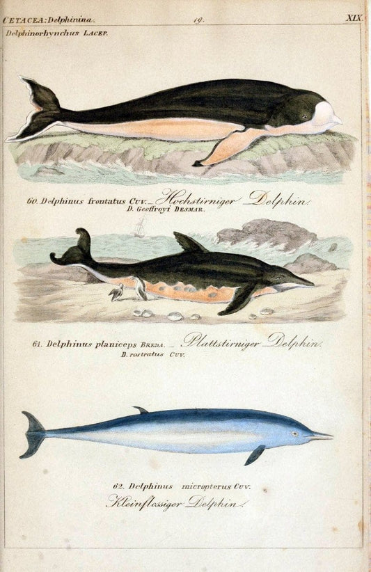 Die vollstÃ¤ndigste Naturgeschichte des In- und Auslandes /.Dresden ;Expedition der vollstÃ¤ndigsten Naturgeschichte,1845-1846. |  | Vintage Print Reproduction 473558