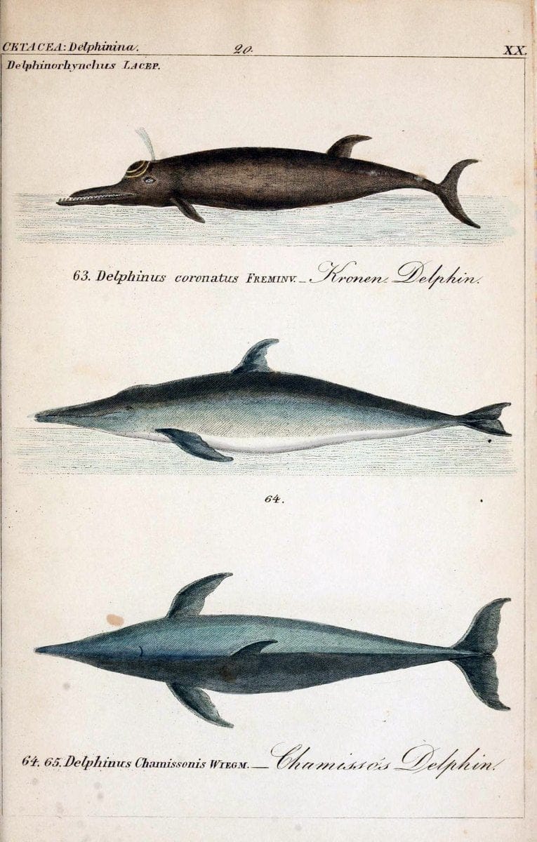 Die vollstÃ¤ndigste Naturgeschichte des In- und Auslandes /.Dresden ;Expedition der vollstÃ¤ndigsten Naturgeschichte,1845-1846. |  | Vintage Print Reproduction 473559