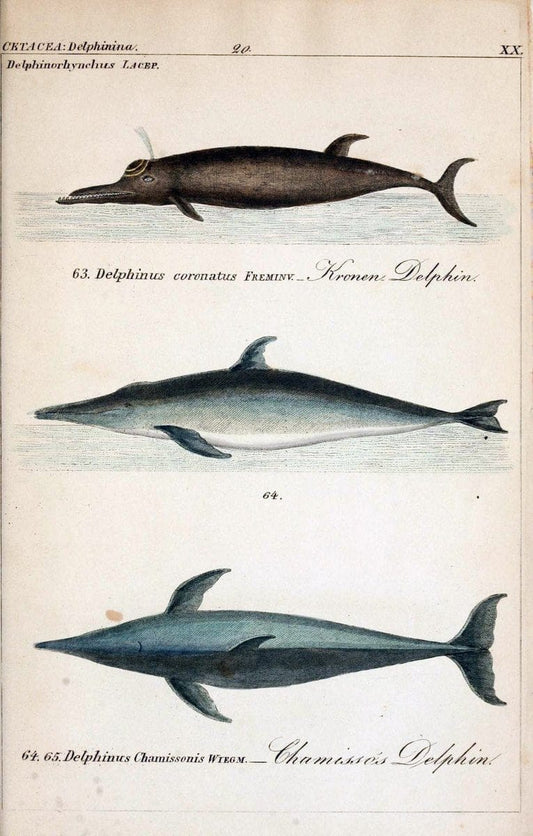 Die vollstÃ¤ndigste Naturgeschichte des In- und Auslandes /.Dresden ;Expedition der vollstÃ¤ndigsten Naturgeschichte,1845-1846. |  | Vintage Print Reproduction 473559