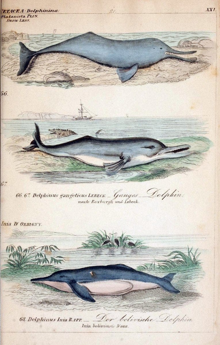 Die vollstÃ¤ndigste Naturgeschichte des In- und Auslandes /.Dresden ;Expedition der vollstÃ¤ndigsten Naturgeschichte,1845-1846. |  | Vintage Print Reproduction 473560