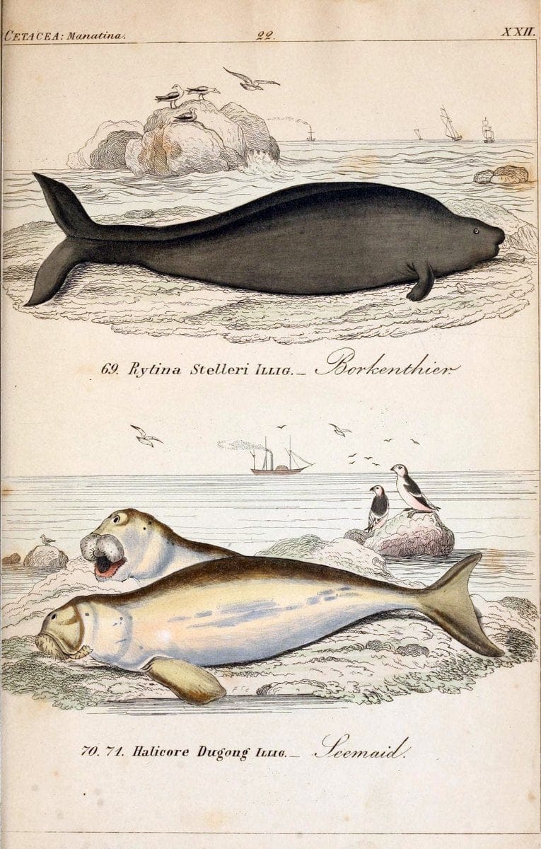 Die vollstÃ¤ndigste Naturgeschichte des In- und Auslandes /.Dresden ;Expedition der vollstÃ¤ndigsten Naturgeschichte,1845-1846. |  | Vintage Print Reproduction 473561