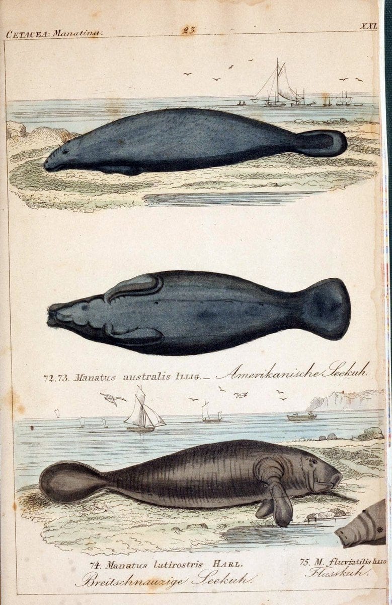 Die vollstÃ¤ndigste Naturgeschichte des In- und Auslandes /.Dresden ;Expedition der vollstÃ¤ndigsten Naturgeschichte,1845-1846. |  | Vintage Print Reproduction 473562