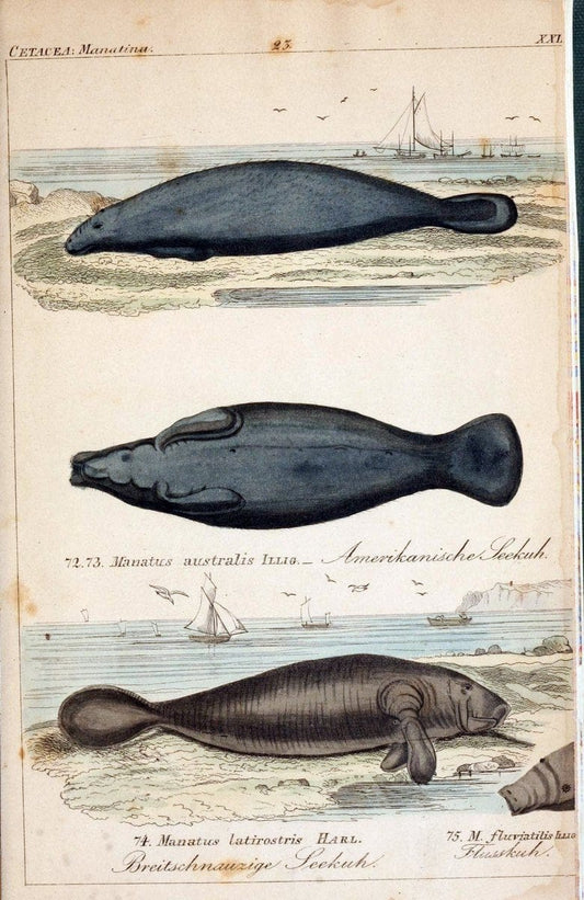 Die vollstÃ¤ndigste Naturgeschichte des In- und Auslandes /.Dresden ;Expedition der vollstÃ¤ndigsten Naturgeschichte,1845-1846. |  | Vintage Print Reproduction 473562