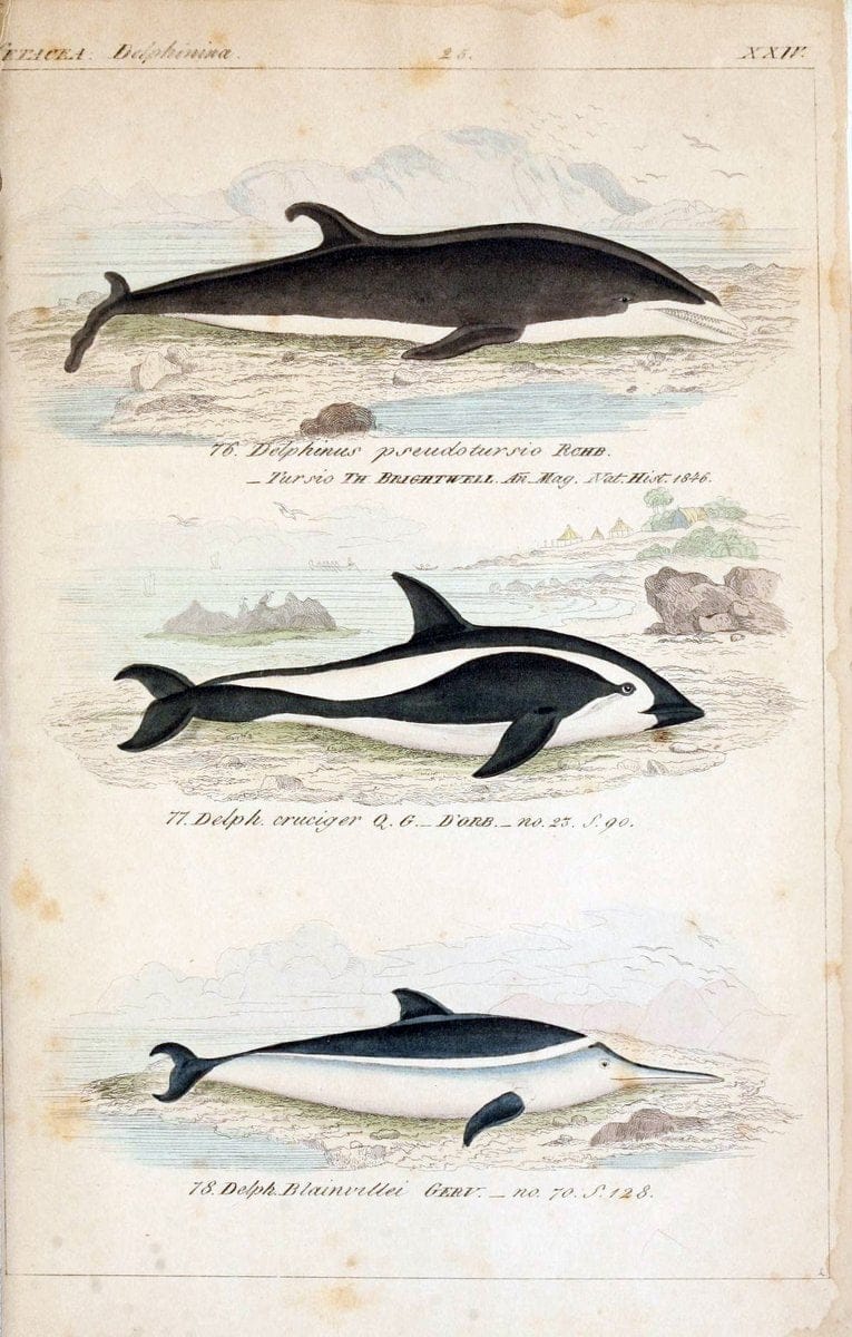 Die vollstÃ¤ndigste Naturgeschichte des In- und Auslandes /.Dresden ;Expedition der vollstÃ¤ndigsten Naturgeschichte,1845-1846. |  | Vintage Print Reproduction 473563