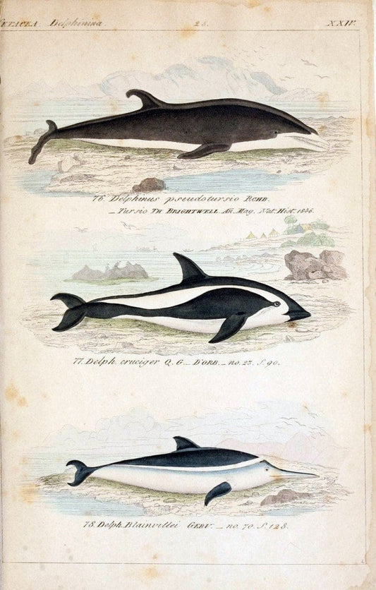 Die vollstÃ¤ndigste Naturgeschichte des In- und Auslandes /.Dresden ;Expedition der vollstÃ¤ndigsten Naturgeschichte,1845-1846. |  | Vintage Print Reproduction 473563