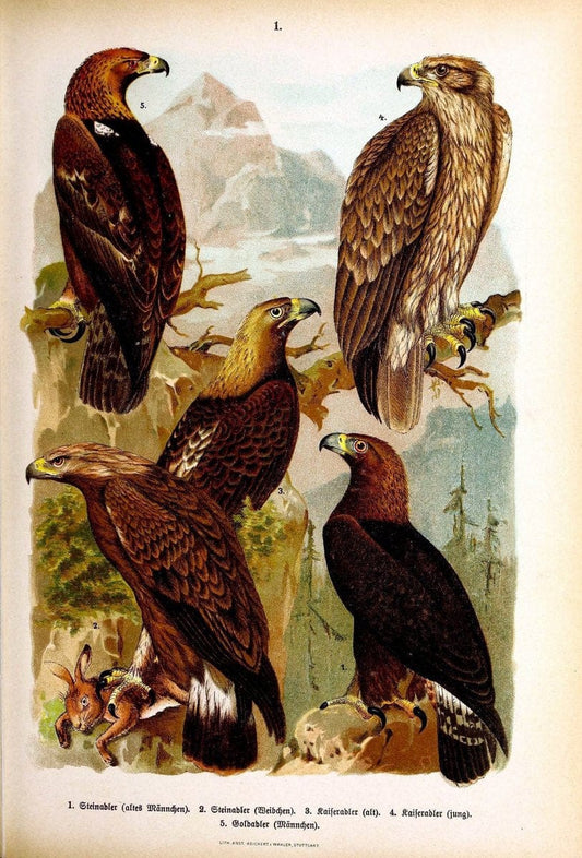 Die VoÌˆgel Europas :.Stuttgart:C. Hoffmann'sche Verlagsbuchhandlung,1897.  | Birds Europe  | Vintage Print Reproduction 473564