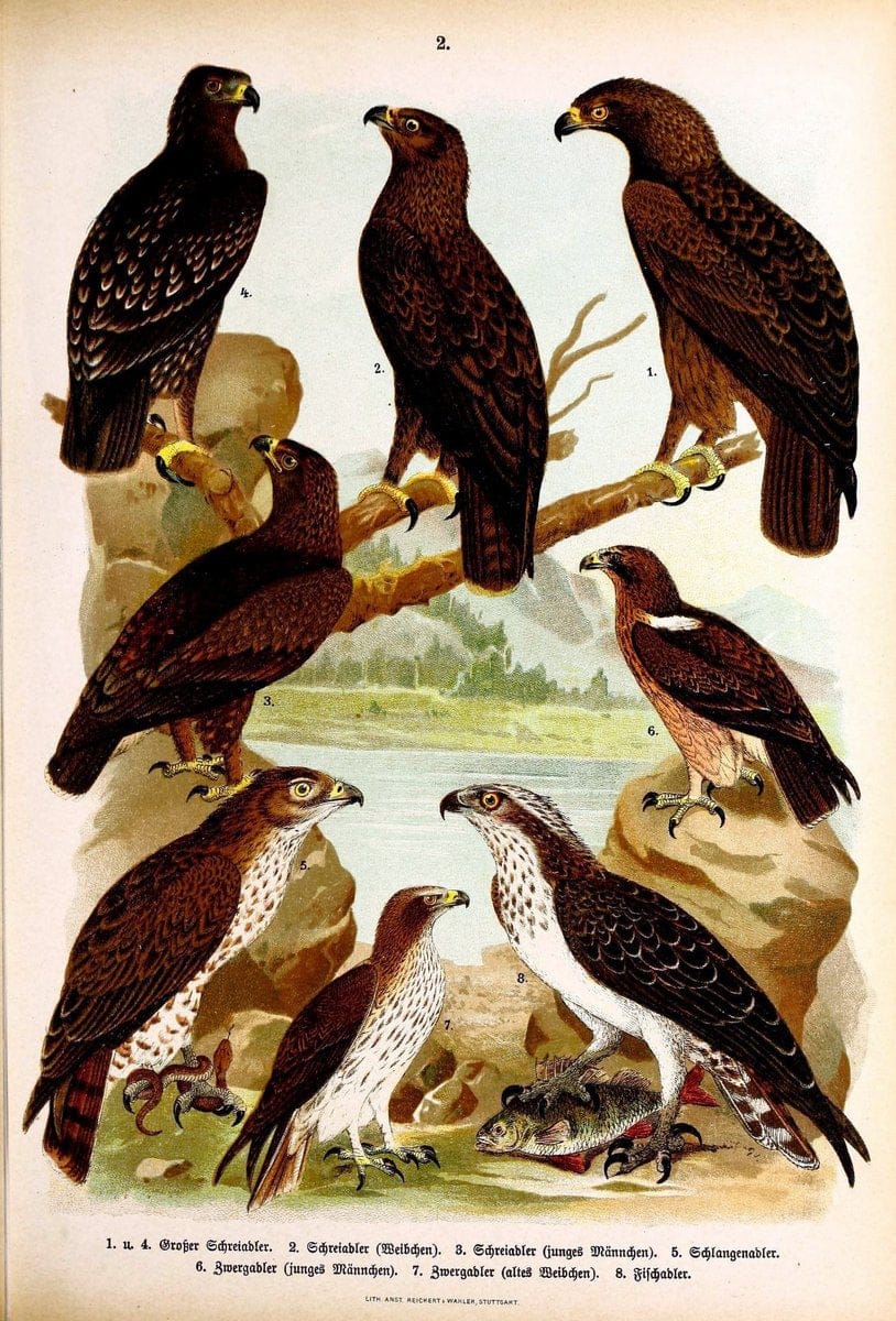 Die VoÌˆgel Europas :.Stuttgart:C. Hoffmann'sche Verlagsbuchhandlung,1897.  | Birds Europe  | Vintage Print Reproduction 473565
