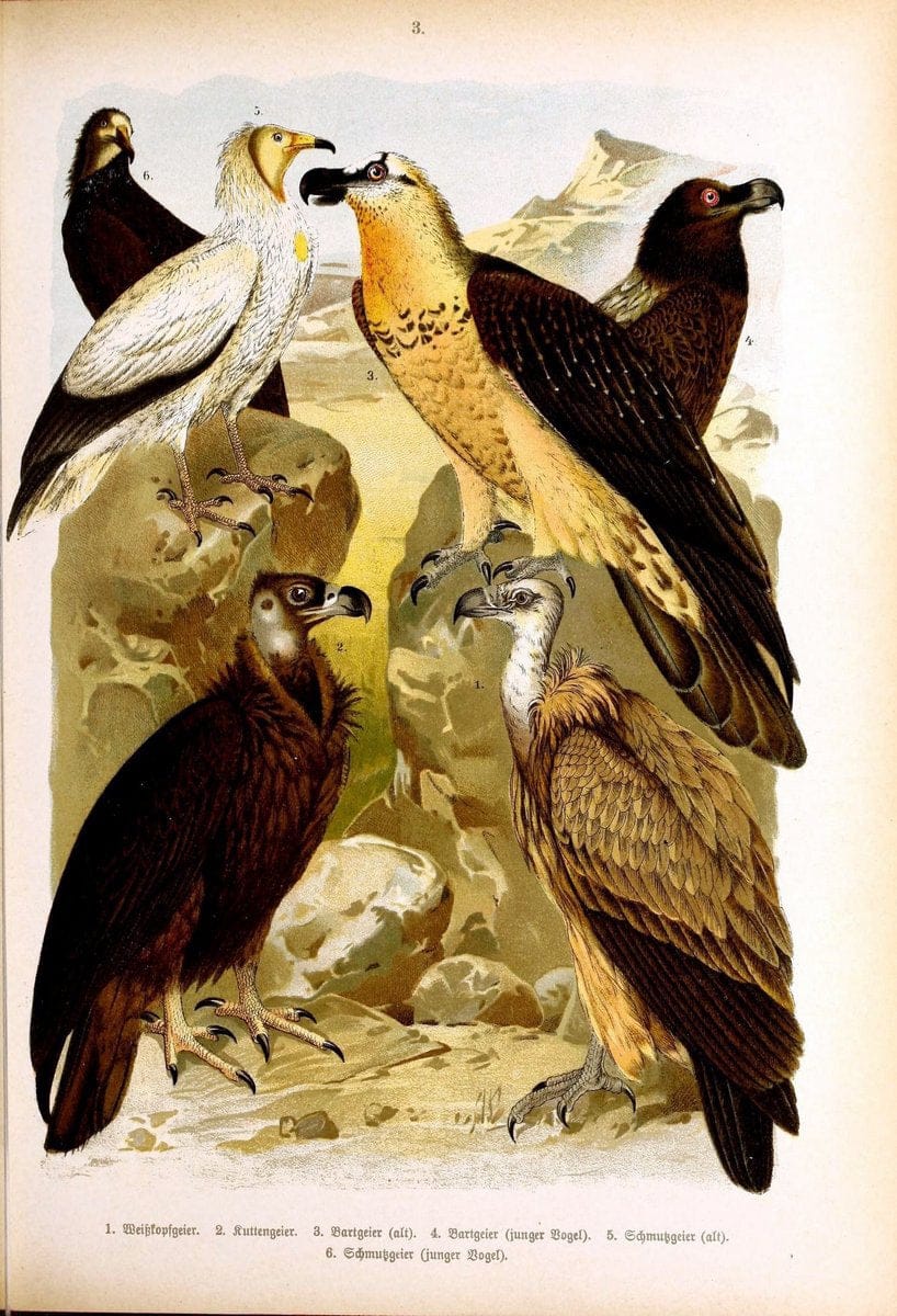 Die VoÌˆgel Europas :.Stuttgart:C. Hoffmann'sche Verlagsbuchhandlung,1897.  | Birds Europe  | Vintage Print Reproduction 473566