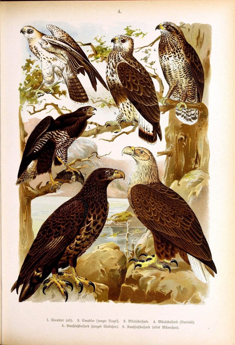 Die VoÌˆgel Europas :.Stuttgart:C. Hoffmann'sche Verlagsbuchhandlung,1897.  | Birds Europe  | Vintage Print Reproduction 473567